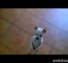 Funny Dogs Compilation 2015