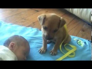 Sleepy Puppy falls asleep on baby