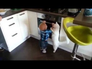 Heroic family cat protects toddler from hot stove